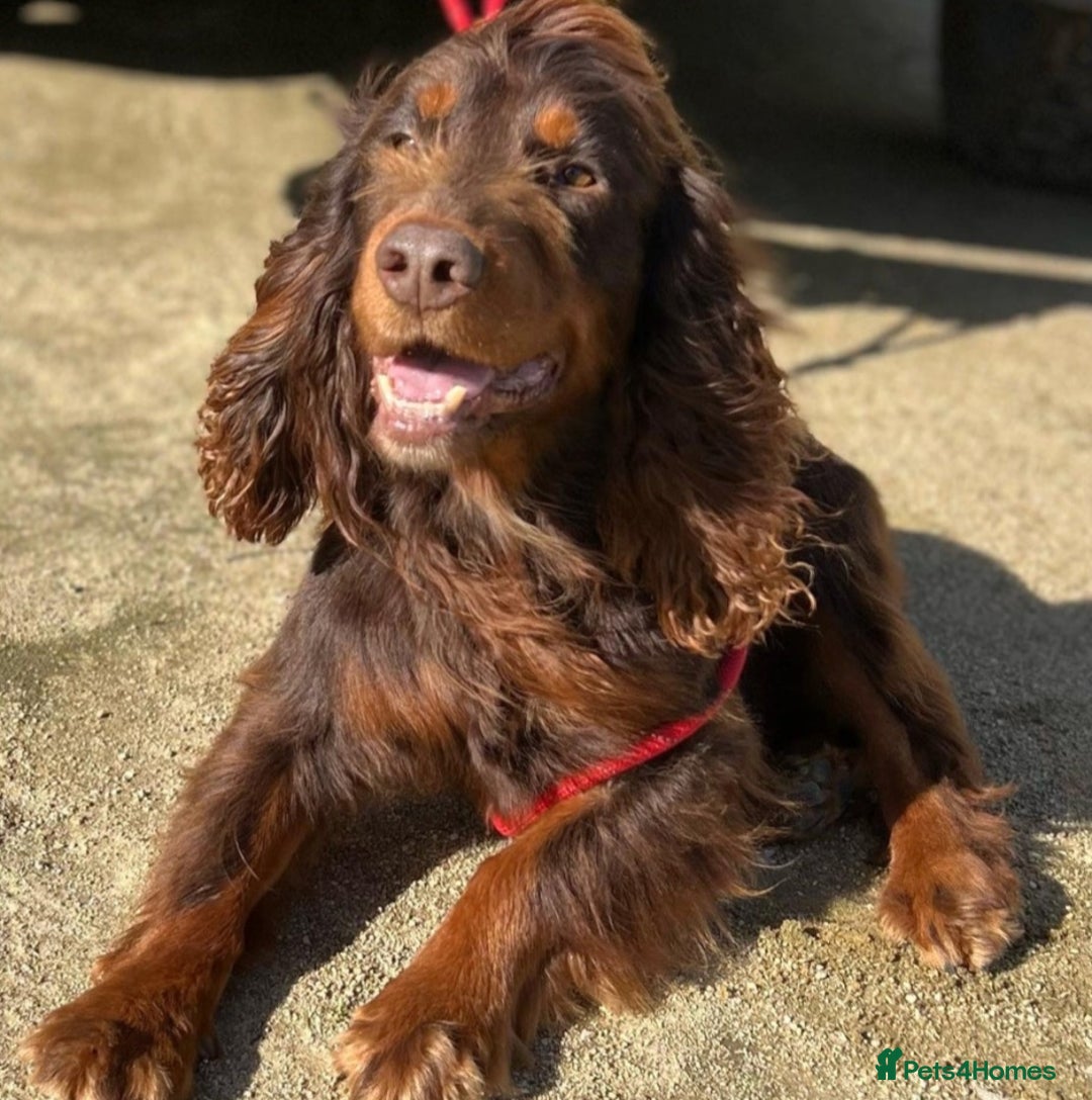 Cocker Spaniel dogs for sale: Outstanding Working Cockers  - Image 4