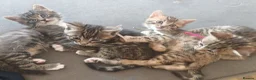 Bengal cats for sale: 1 Female Left!! Ready to leave Bengal Mix Kittens - Advert 2