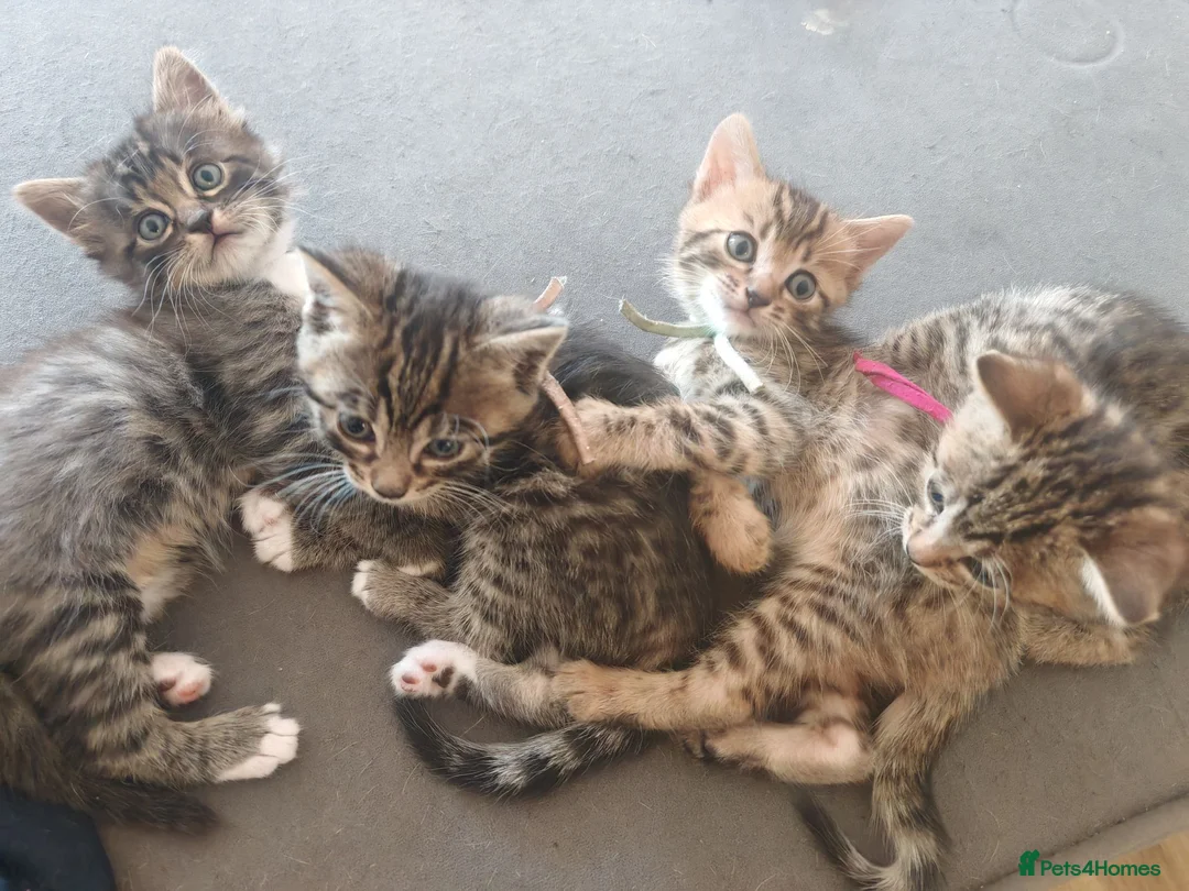 Bengal cats for sale: 1 Female Left!! Ready to leave Bengal Mix Kittens - Advert 2