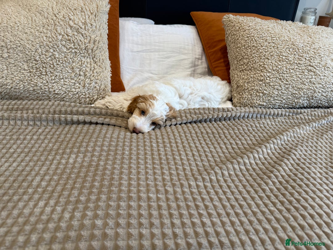 Cockapoo dogs for sale: Re-homing 8month old Luna- Female Cockapoo - Advert 14