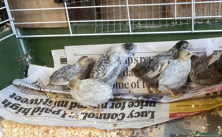 Quail poultry - Advert 1