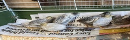 Quail poultry for sale: Chinese Painted Quails - Advert 1