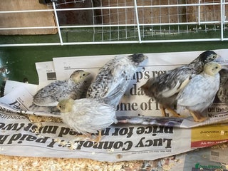 Quail poultry - Advert 9