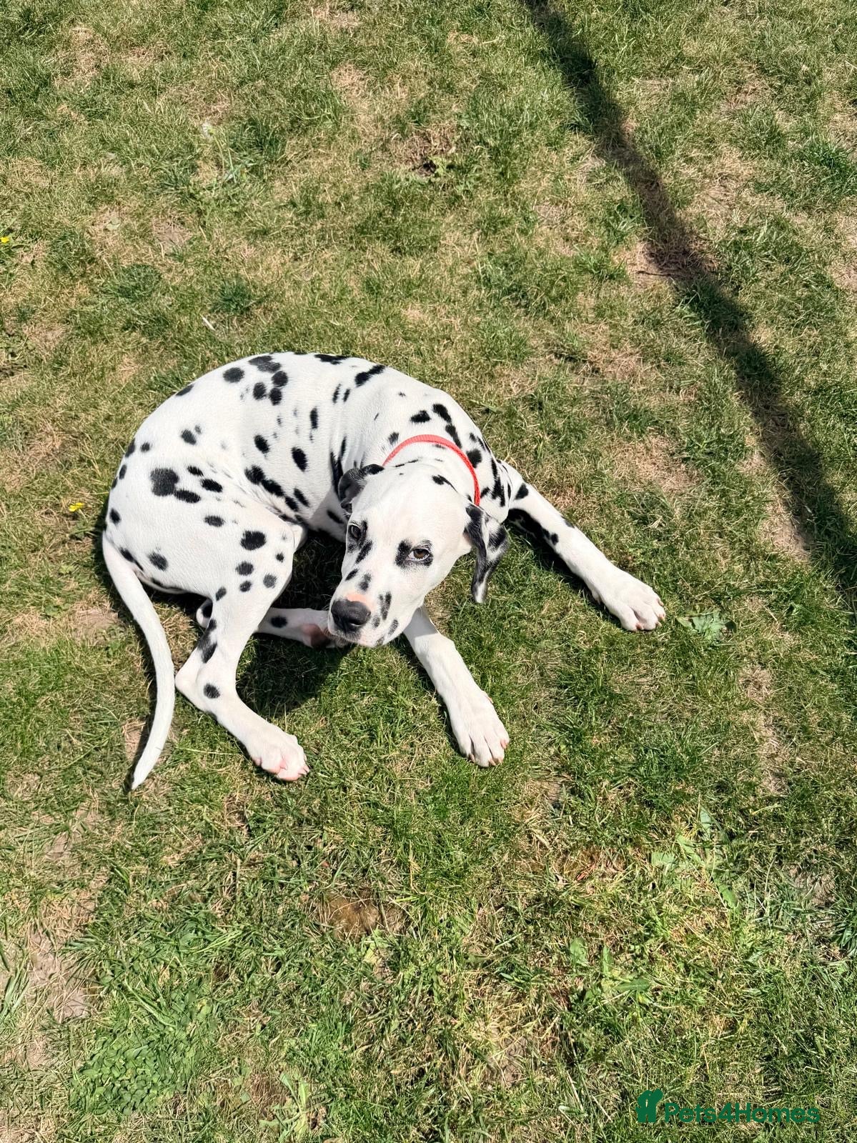 Dalmatian dogs Dalmatian Puppy For Sale - Advert 1
