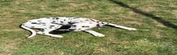 Dalmatian dogs for sale: Dalmatian Puppy For Sale - Advert 1
