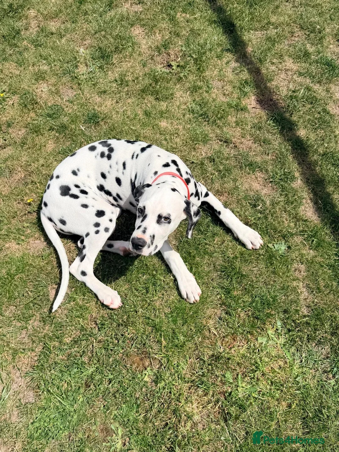 Dalmatian dogs for sale: Dalmatian Puppy For Sale - Advert 1