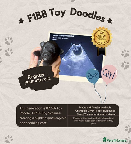 Schnoodle dogs - Advert 2