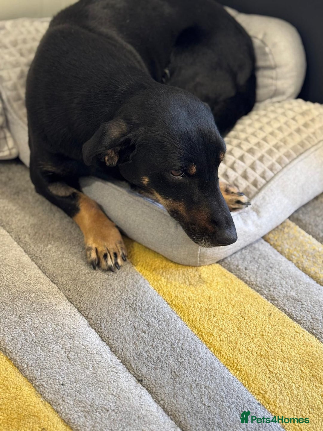 Mixed Breed dogs for adoption: Beautiful Ember looking for love - Advert 10