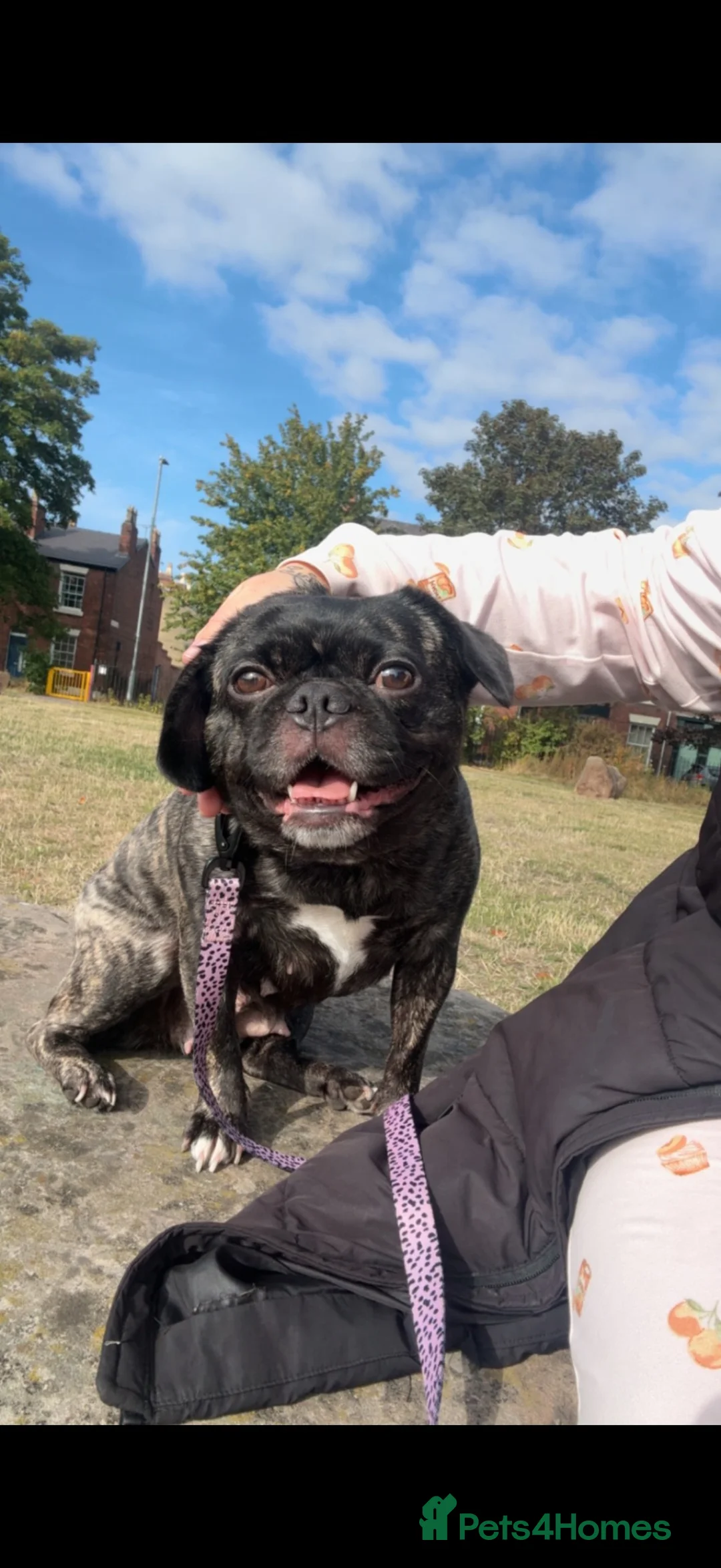 Pug dogs for sale: Molly the pug cross - Advert 1