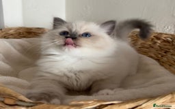 Ragdoll cats for sale: Ragdolls - Image 11
