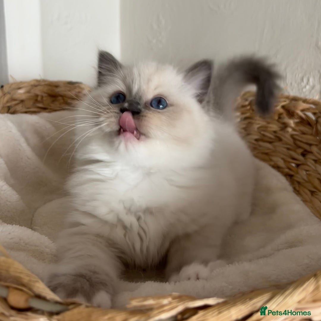 Ragdoll cats for sale: Ragdolls - Image 11