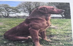 Labrador Retriever dogs for sale: Kc fox red Labradors - Image 8