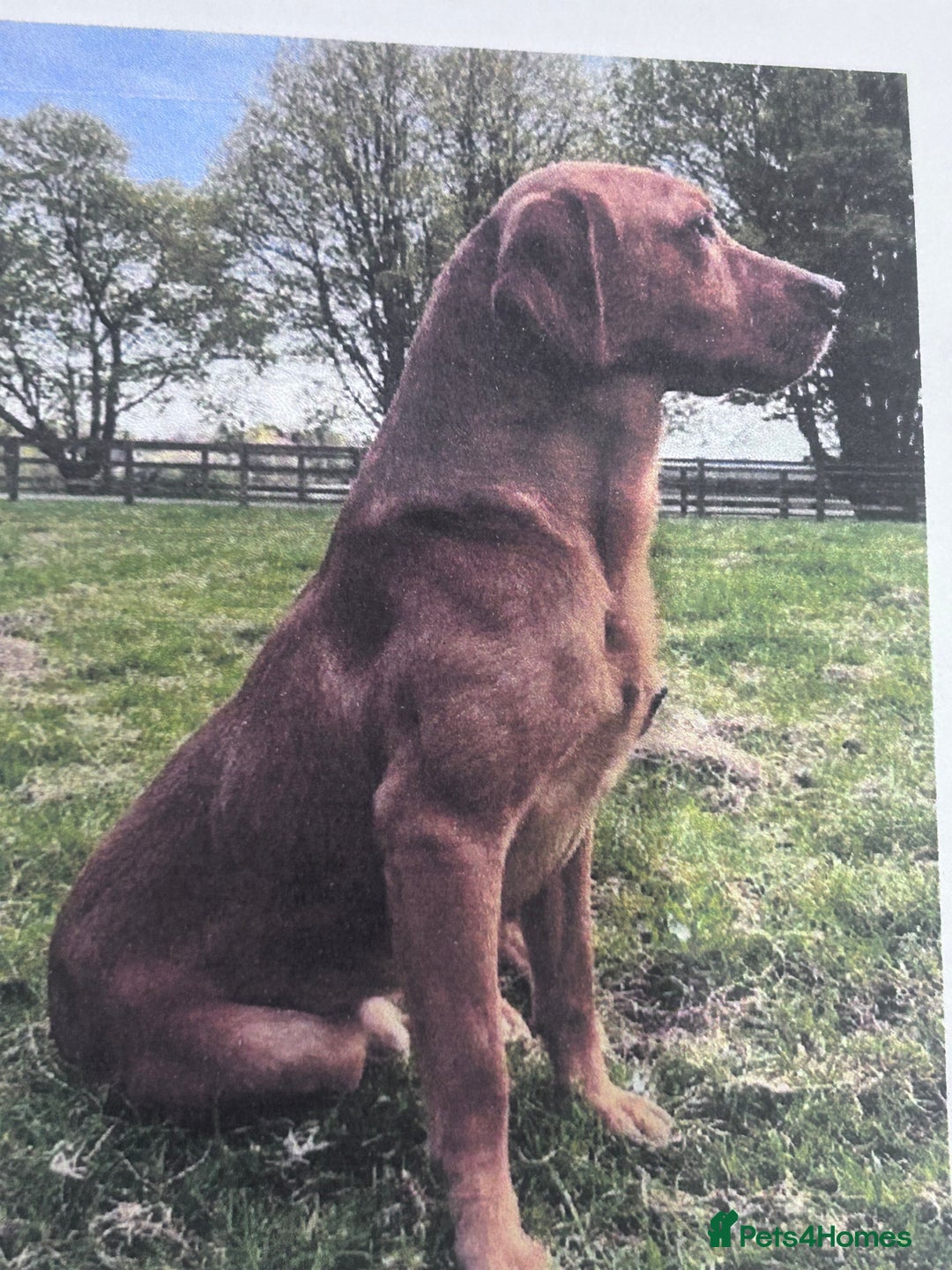 Labrador Retriever dogs for sale: Kc fox red Labradors - Image 8