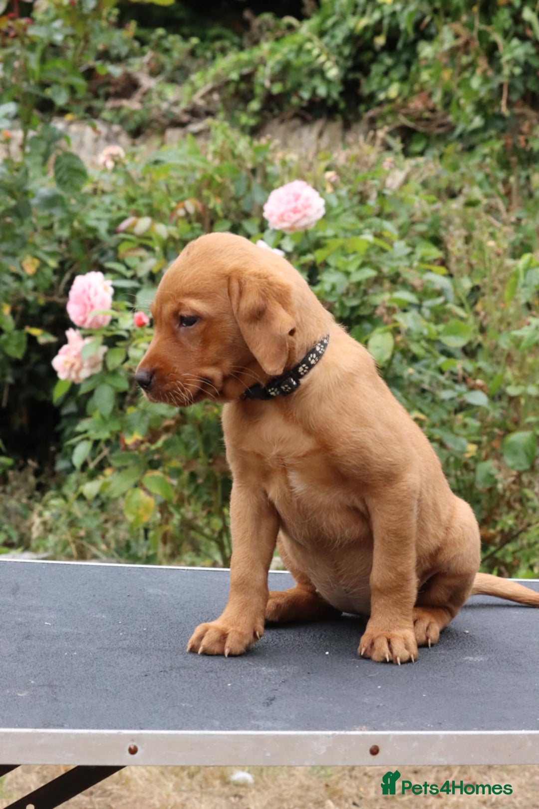 Labrador Retriever dogs for sale: Health Tested Fox Red Puppies for Sale - Image 13