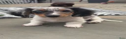 Dachshund dogs for sale: 2 LEFT  in Romford - Advert 3