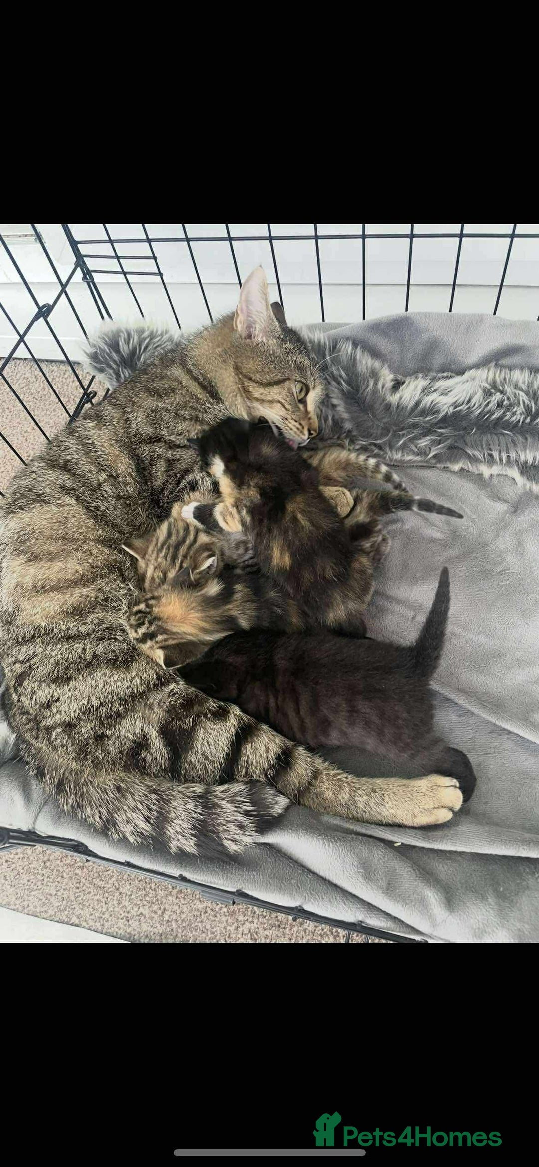 British Shorthair cats for sale: ******  - Image 2