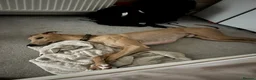 Mixed Breed dogs for sale: Gorgeous saluki greyhound.  - Advert 4