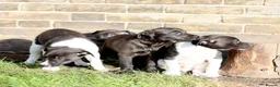 Mixed Breed dogs for sale: 🐾 Whippet × Lurcher Puppies 🐾 - Advert 6