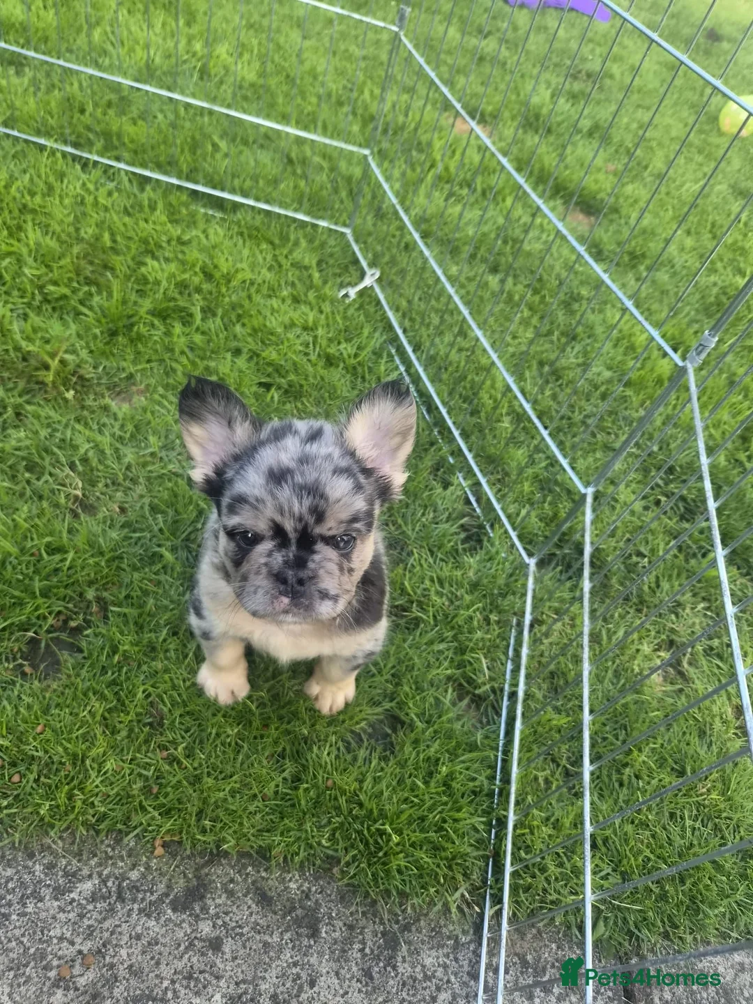 French Bulldog dogs for sale: Floodle french bulldog - Advert 15