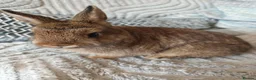 Netherland Dwarf rabbits for sale: Beautiful Netherland Dwarf buck - Advert 5