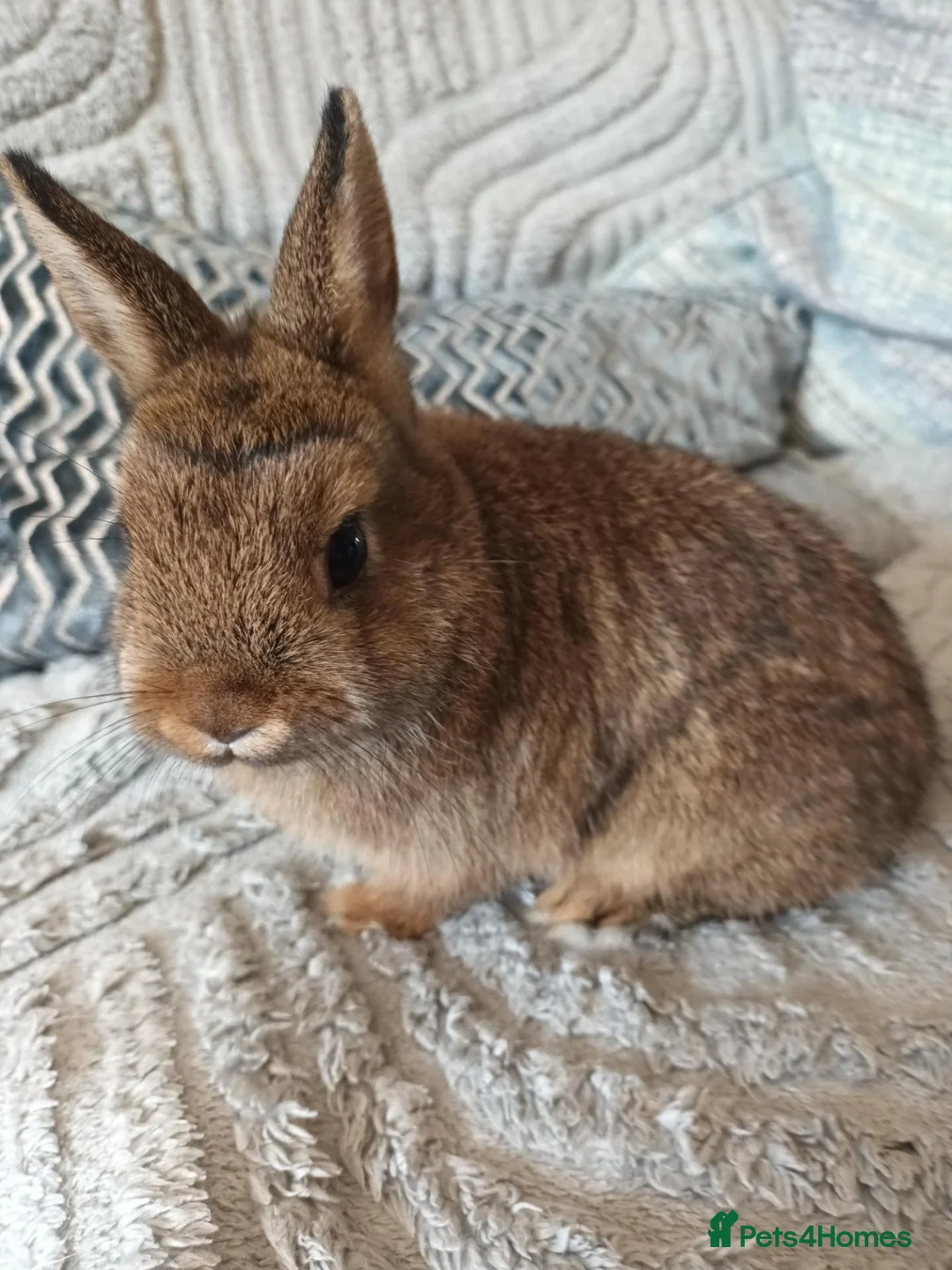 Netherland Dwarf rabbits for sale: Beautiful Netherland Dwarf buck - Advert 5