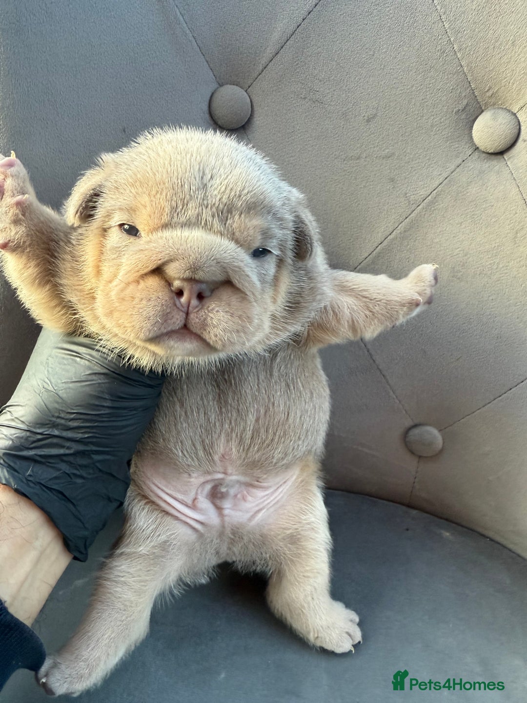 English Bulldog dogs for sale: KC Quality English Bulldogs  - Image 18