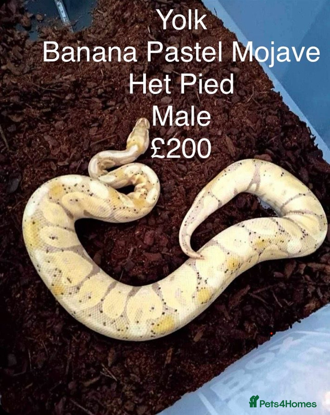 Python Snake reptiles for sale: ROYAL PYTHONS - Advert 4