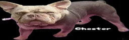 French Bulldog dogs for sale: 🐾Amazing French Bulldog Puppies🐾 - Advert 14