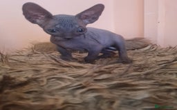 Sphynx cats for sale: Sphynx kittens - Image 11