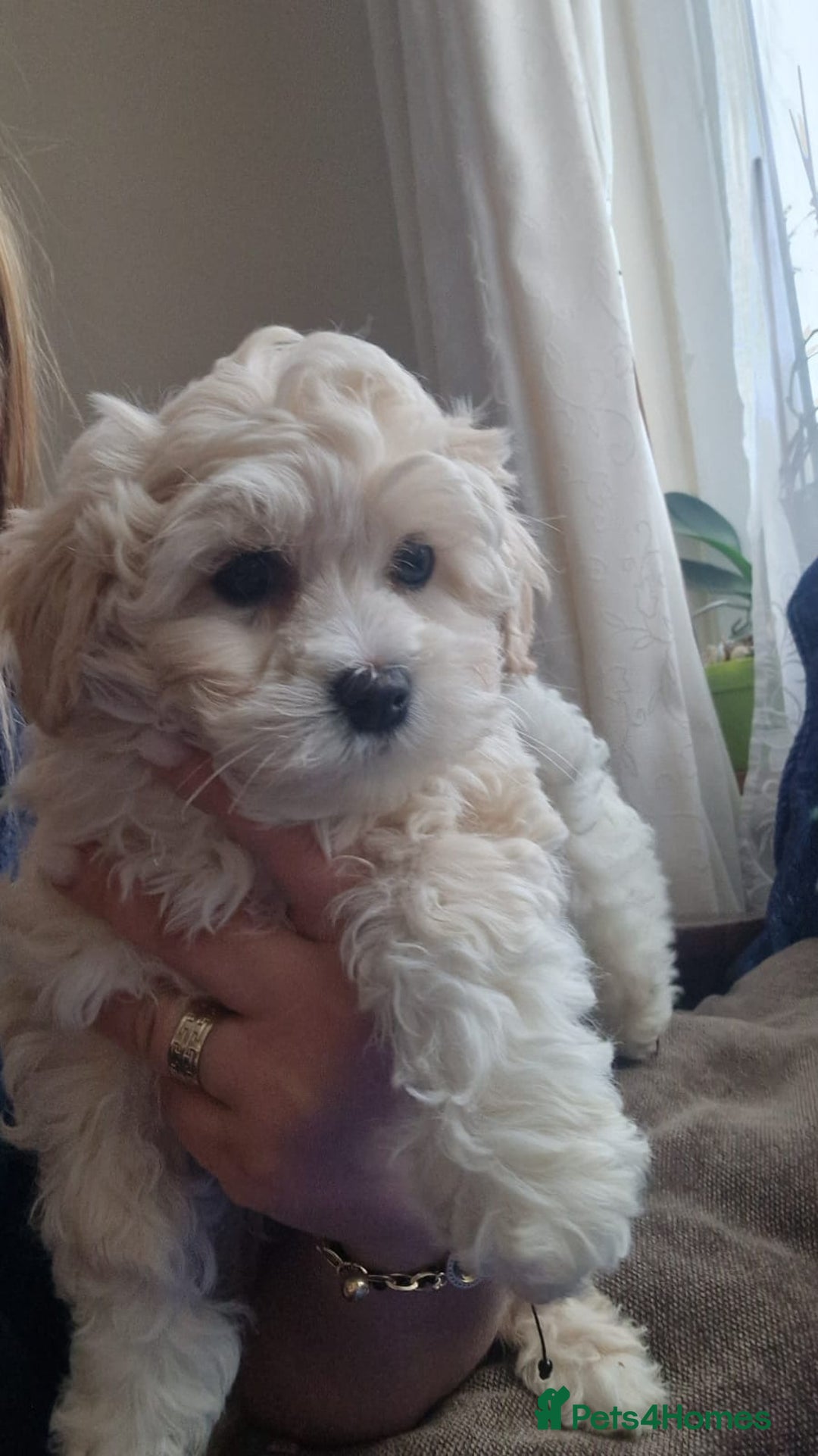 Havanese dogs for sale: Beautiful Bichon Puppies Available!  - Advert 8