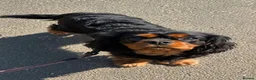 Cavalier King Charles Spaniel dogs for sale: ❤️ LAST PUP – Beautiful Cavalier Pups ❤️ - Advert 10