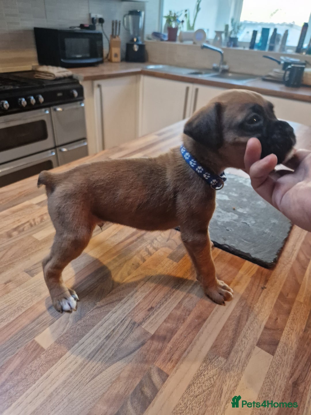 Boxer dogs for sale: Beautiful litter of KC reg bobtail boxer pups - Image 18