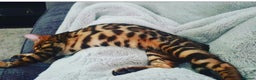 Bengal cats for sale: Beautiful 6 year old Bengal Boy - Advert 3