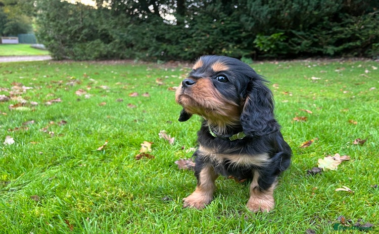 Cavalier King Charles Spaniel dogs - Advert 10