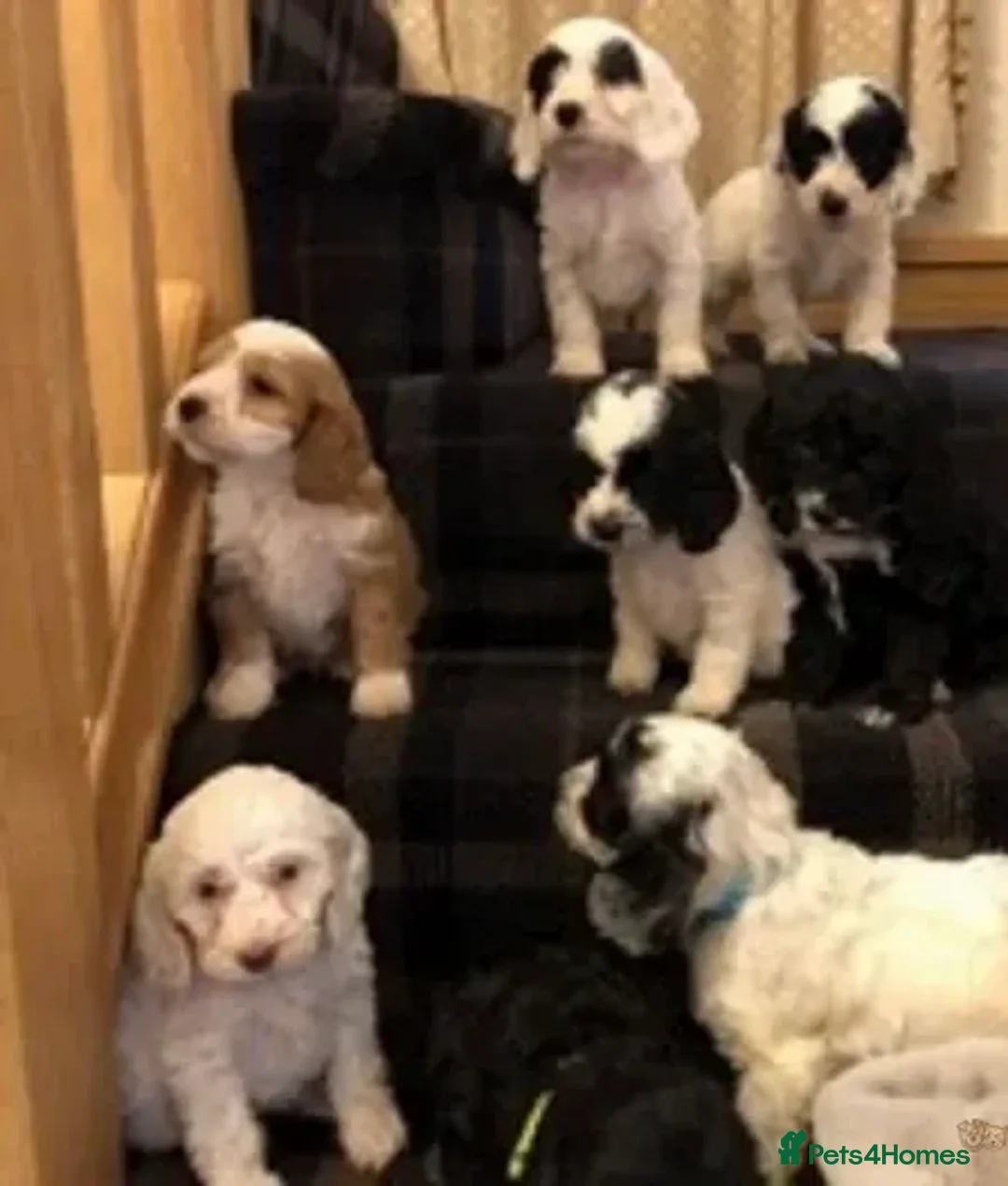 Toy Poodle dogs for stud: Tri Coloured Toy and Miniature studs in Northallerton - Advert 22