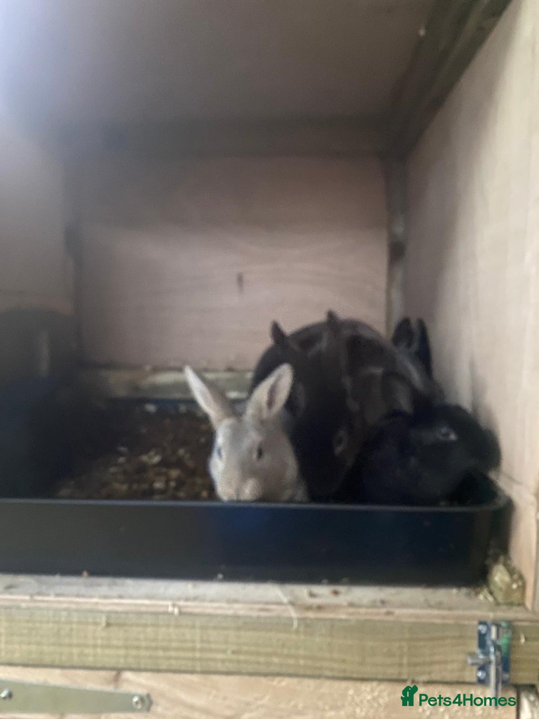 Mixed Breed rabbits for sale: Mini Rex / mini Rex cross - Advert 7