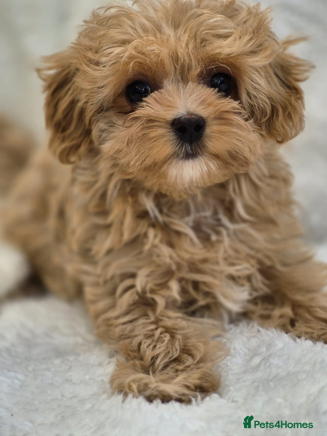 Maltipoo dogs for sale: Beautiful Teddy Bear Asian/Korean Maltipoo Puppy - Image 3