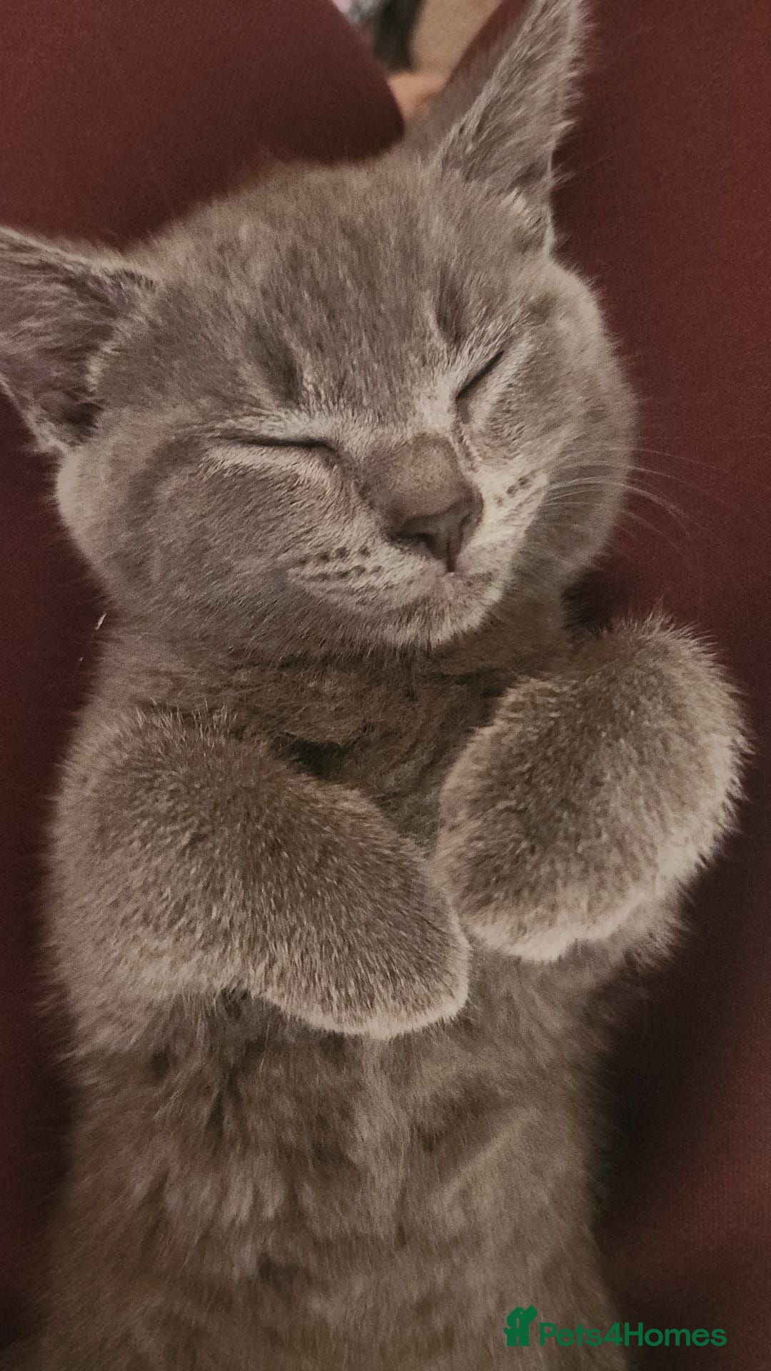 Mixed Breed cats British shorthair boy for sale - Advert 21