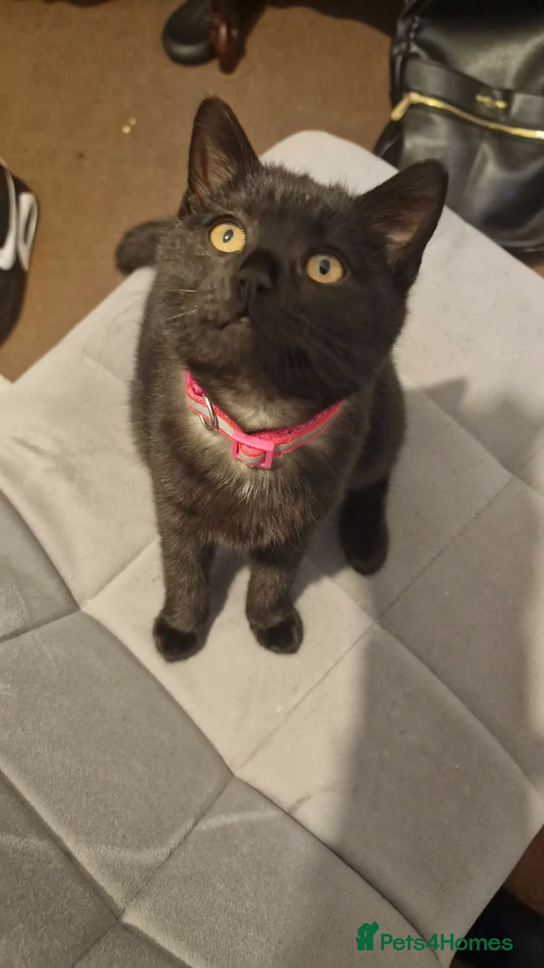 Mixed Breed cats for sale: ADORABLE FEMALE MIXED BRITISH SHORTHAIR KITTENS - Advert 2