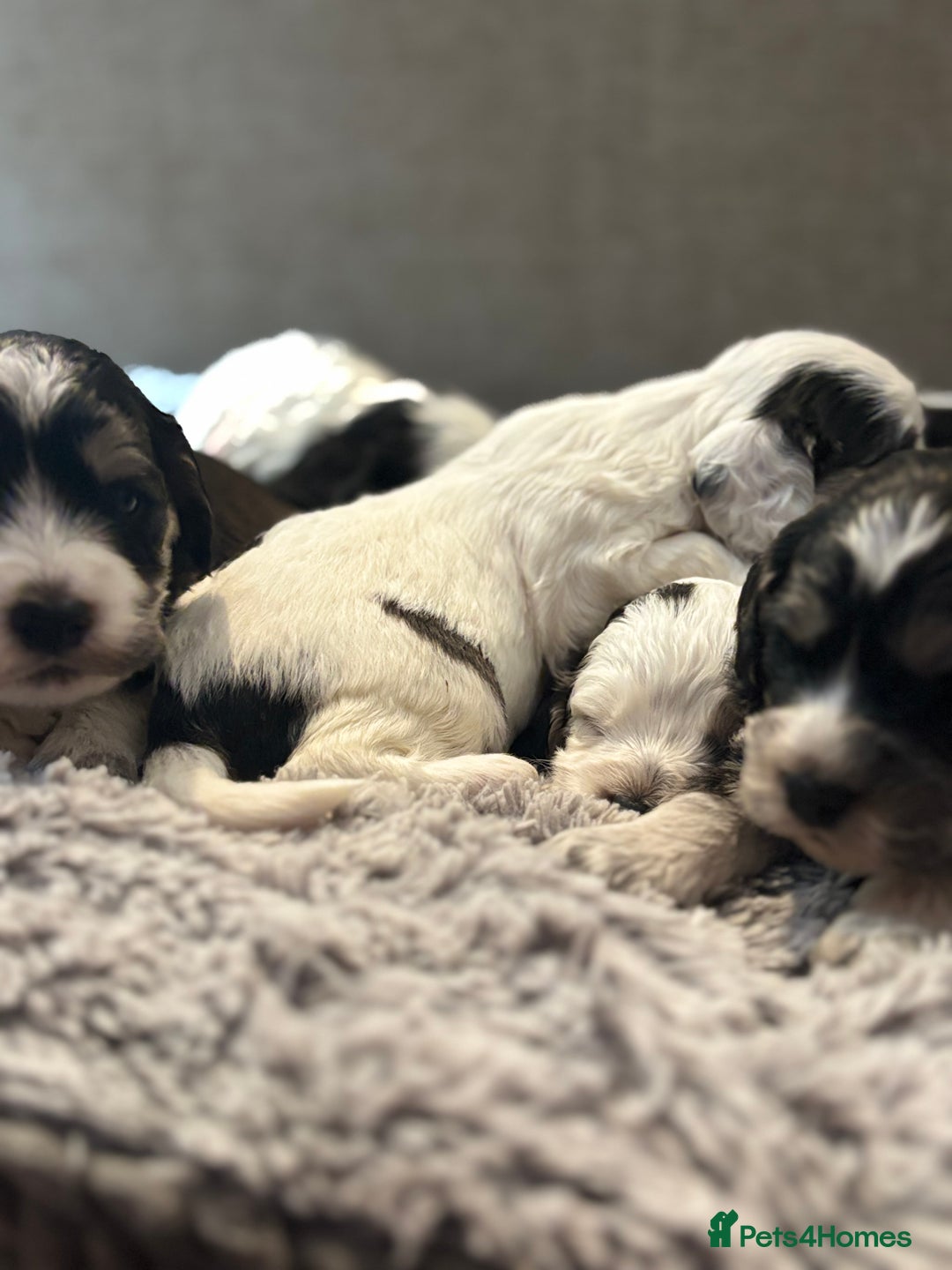 Cockapoo dogs for sale: F1 cockapoos beautiful litter 5 left* - Image 27
