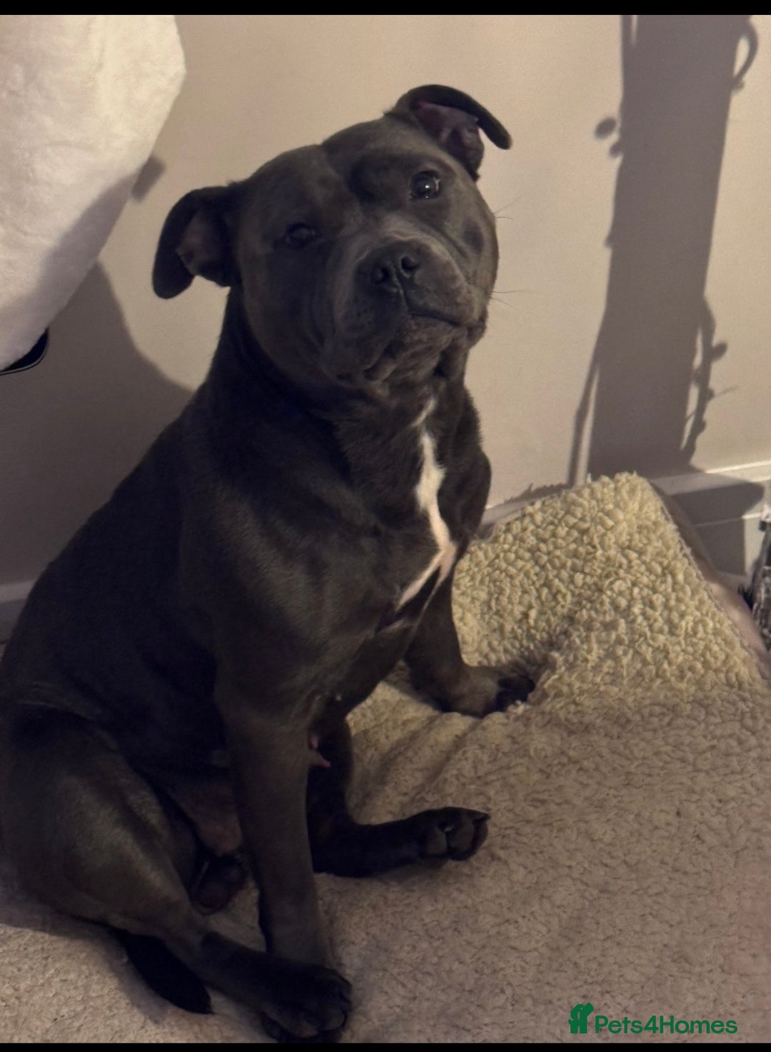 Staffordshire Bull Terrier dogs for sale: Blue Staffordshire bull terrier re homing  - Advert 2
