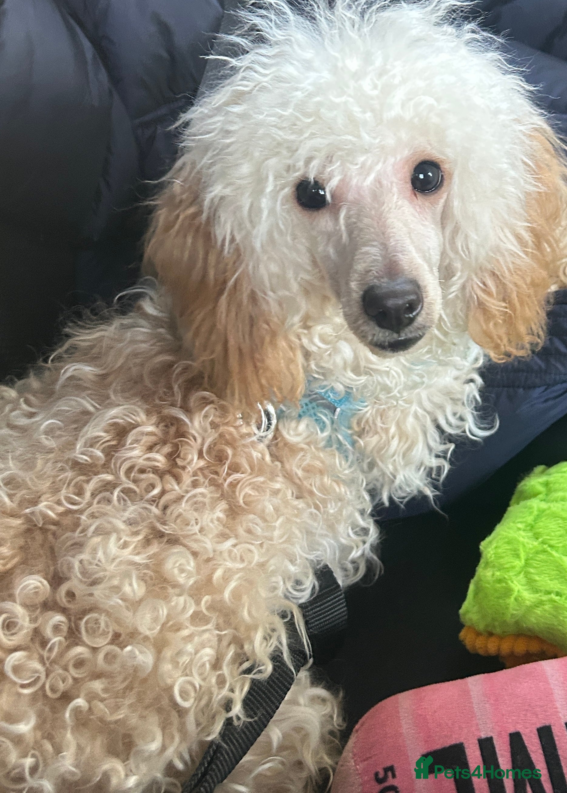 Toy Poodle dogs Toy poodle - Advert 1