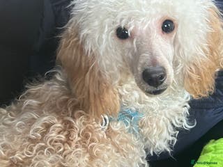 Toy Poodle dogs Toy poodle - Advert 1