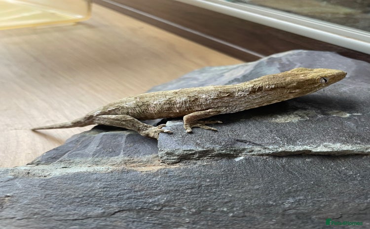 Gecko reptiles - Advert 2