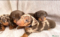 Miniature Dachshund dogs for sale: 8 MINIATURE DACHSHUNDS - Advert 18