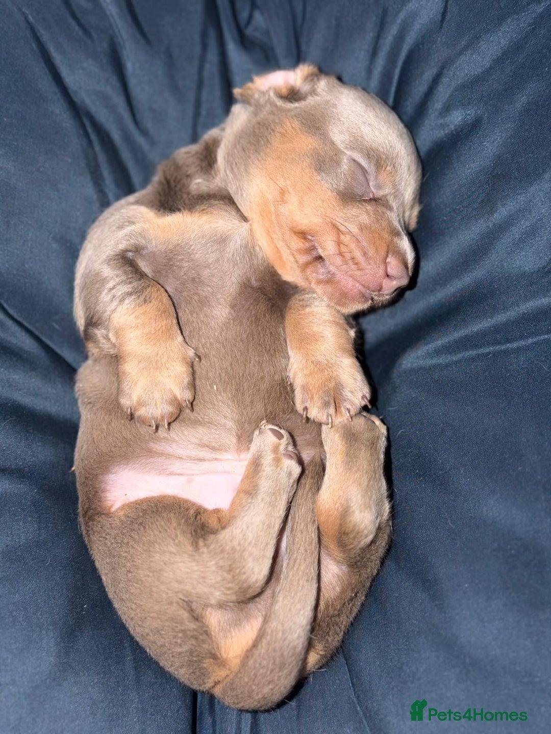 Miniature Dachshund dogs for sale: Beautiful Miniature dachshund pups  - Advert 14