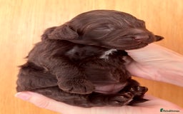 Cockapoo dogs for sale: 🐾 Beautiful F1B Cockapoos –Health Tested Parents  - Image 20