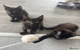 Domestic Shorthair cats for sale: Kittens for sale  - Image 6