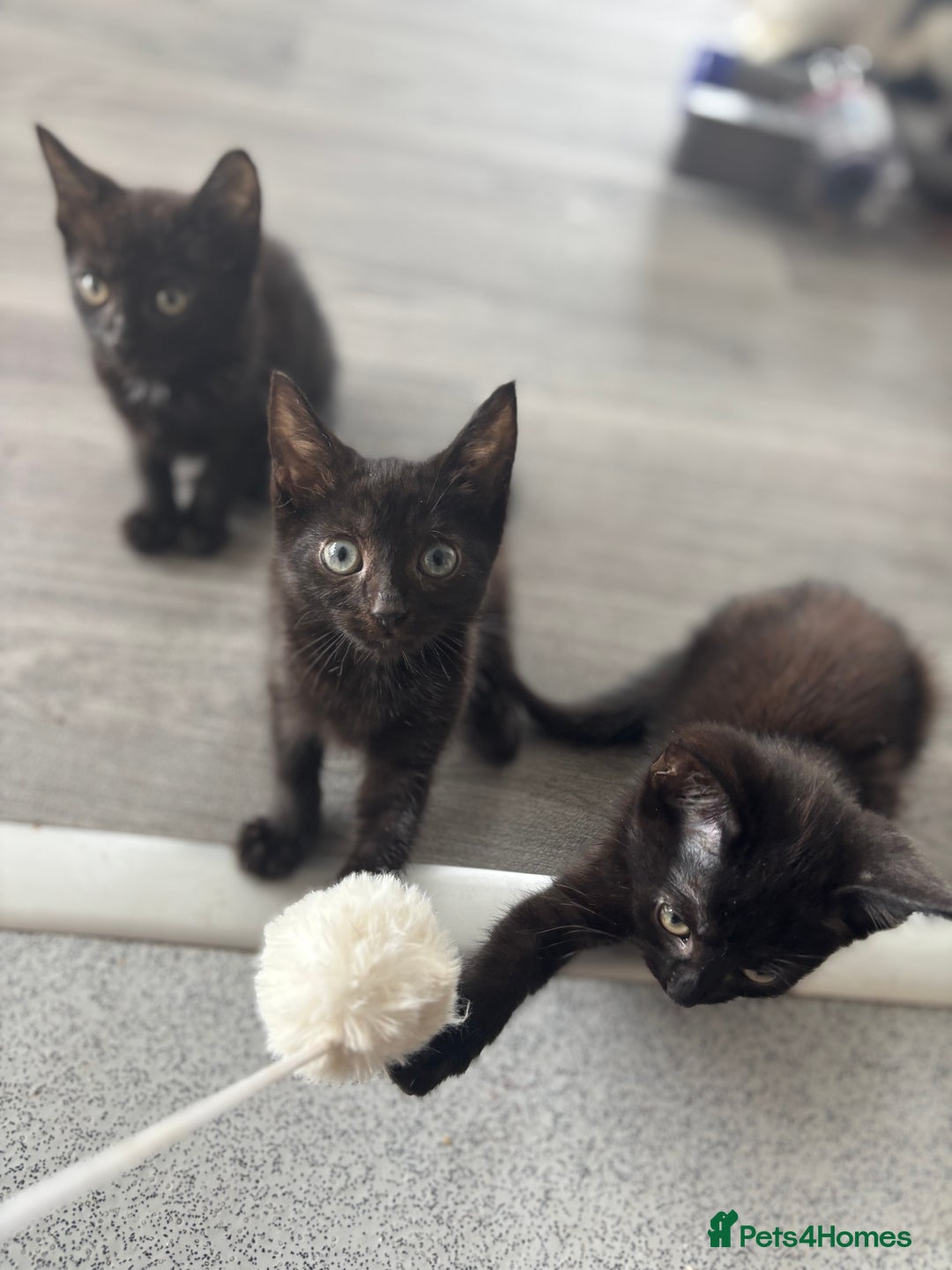 Domestic Shorthair cats for sale: Kittens for sale  - Image 6