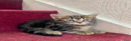 Mixed Breed cats for sale: Beautiful kittens ready now - Advert 7